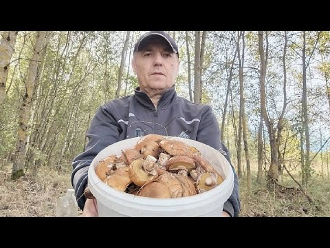 Видео: СУБОТНІЙ ВИХІД ДО ЛІСУ ПО МАСЛЮКИ. 27.09.2025Р. РІВНЕНЩИНА, СЕЗОН РОЗПОЧАТО...