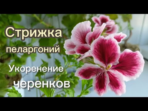 Видео: Стрижка королевских пеларгонии и укоренение черенков. Подробно.
