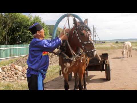 Видео: Как запрягают лошадь буряты Прибайкалья в д. Ей, Нукутский район.