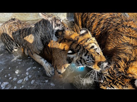 Видео: Тигрята выгнали Тигров из бассейна!)