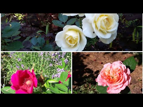 Видео: Новинки Тантау и кожаная японка. Friedenslicht. Strandperle Nordeney.