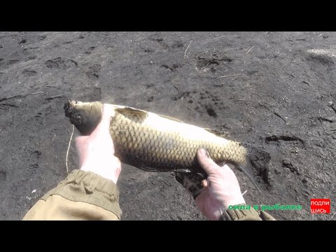 Видео: ПЕРВАЯ РЫБАЛКА ПО ОТКРЫТОЙ ВОДЕ 2023.КАРАСЬ. САЗАН.