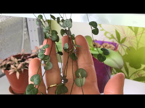 Видео: Церопегия Вуда (Ceropegia woodii) Мой уход