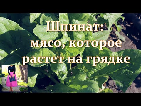 Видео: Шпинат: мясо, которое растет на грядке. Запасы на зиму. Когда сеять шпинат. Польза шпината и вред