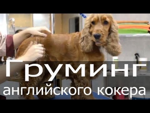 Видео: Груминг английского кокер спаниеля, стрижка, тримминг собак, груминг собаки