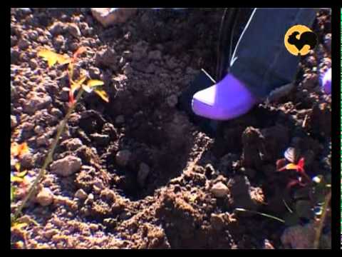 Видео: Розы в Саду. серия 3. Подкормка