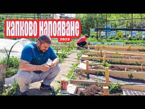 Видео: Живот на село: подобрения на капковото напояване + външна чешма