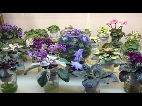 Видео: Как я поливаю африканские фиалки