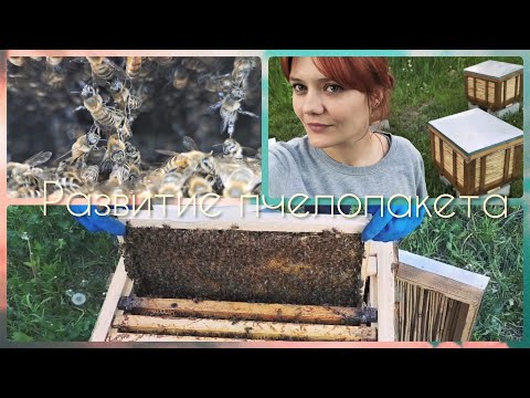 Видео: Расширение гнезда в Улье. Развитие пчелопакетов.  Когда есть только вощина)