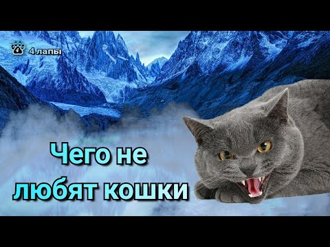 Видео: Чего не любят кошки