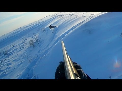 Видео: Охота на зайца.  Погоня.  The hunting of the hare
