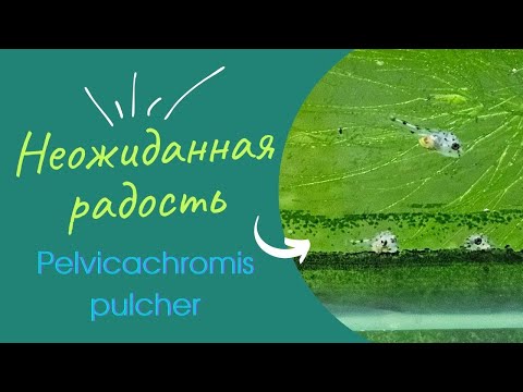 Видео: Неожиданная радость (Pelvicachromis pulcher)