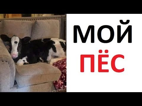 Видео: Лютые приколы. Почему моя собака мычит и дает молоко?