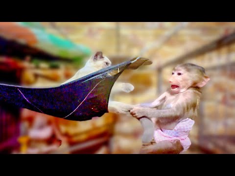 Видео: Сначала было ВСЁ ТАК МИЛО, но потом Степашка решил выташить Басика за хвост из гамака)))