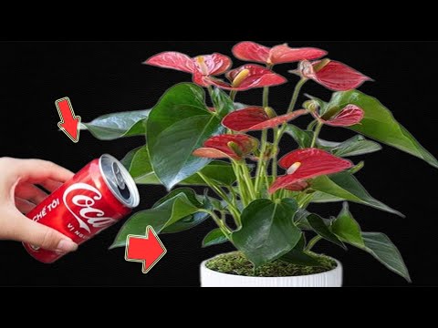 Видео: Одна банка кока-колы заставляет весь антуриумный сад чудесным образом цвести