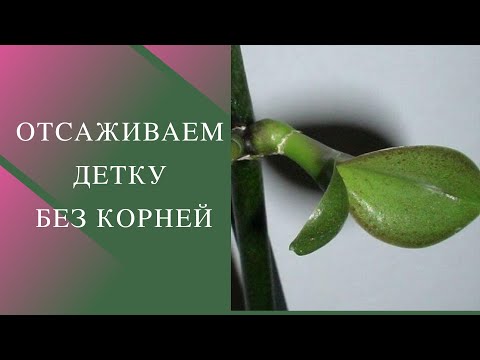 Видео: Отсаживаем детку без корней.