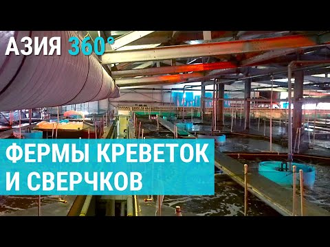 Видео: Экзотика средней Азии: королевские креветки и халяльные сверчки. Риск и прибыль в бизнесе. АЗИЯ 360°