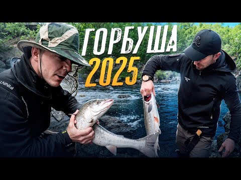 Видео: ГОРБУША 2025 КОЛЬСКИЙ. Хотели поймать ГОРБУШУ А ПОЙМАЛИ СЕМГУ. ДВОЕ СУТОК НА РЕКЕ В ПОИСКАХ ГОРБУШИ.