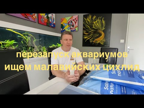 Видео: Перезапуск аквариумов. Часть 7. Ищем малавийских цихлид.