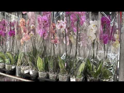 Видео: Свежий завоз орхидей 💐 Проверяем фаленопсисы: есть ли вредители?