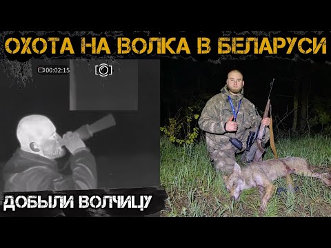 Видео: РЕЗУЛЬТАТИВНАЯ ОХОТА НА ВОЛКА. ОХОТА НА ВАБУ, ВЫШЛА ДВОЙКА.
