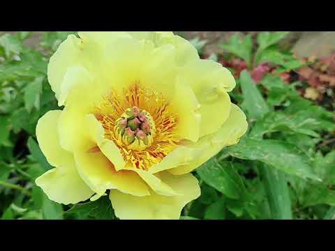Видео: Элитные пионы
