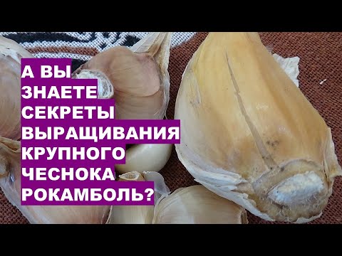 Видео: А Вы Знаете Секреты Выращивания Крупного Чеснока РокамболЬ!