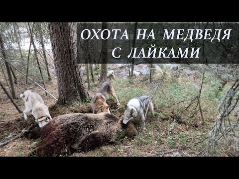 Видео: Охота на медведя с лайками.