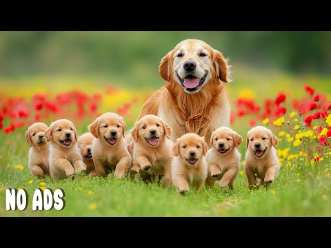 Видео: 12 ЧАСОВ Милое Щенячье Веселье🐶🌈Успокаивающая Музыка & Игры для Собак💖🐕для Питомцев - Без Рекламы