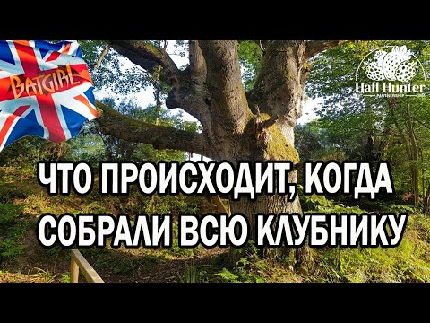 Видео: Собрали ВСЮ КЛУБНИКУ? ЧТО ДАЛЬШЕ? ОТПРАВЯТ ДОМОЙ? Работа на ферме в Англии