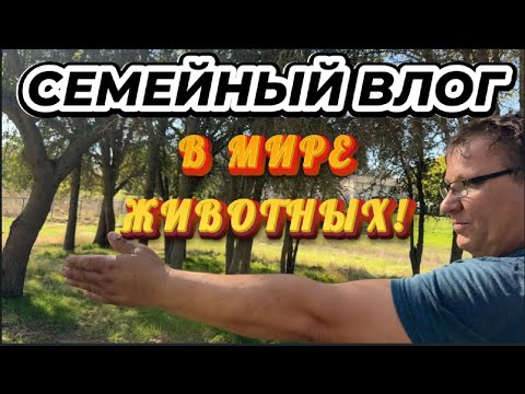 Видео: ПРОБЛЕМЫ НА ПАСЕКЕ....СУМАШЕСТВИЕ ПЧЕЛ(((