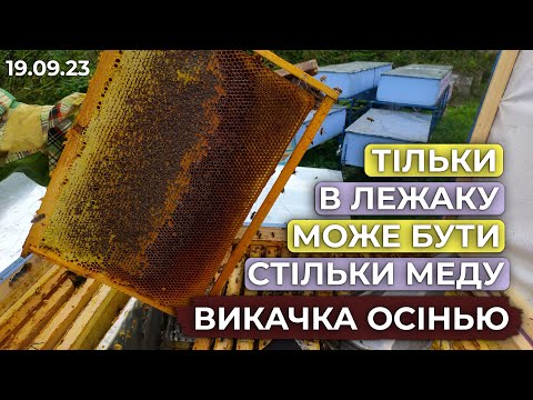 Видео: Корпусний вулик не видасть стільки Осіннього меду! Викачка Горець Вейріха. Смачний мед для вас!