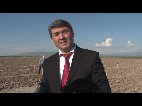 Видео: Саидмурод Давлатов, дар ташкили боғҳои писта, бодом ва зайтун