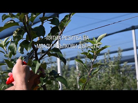 Видео: Лятна резитба на млади ябълкови дървета