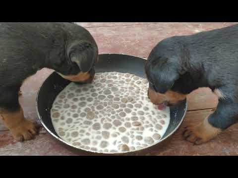 Видео: Щенки ягдтерьера 1 месяц ровно
