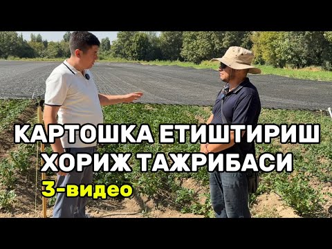 Видео: Хитой тажрибасида картошка етиштириш. 3-видео