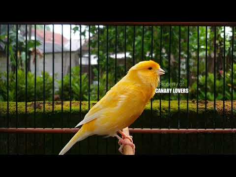 Видео: 18 | CUIT-CUIT❗ ПОЛНЫЙ ЭНЕРГИИ ❗❗Для дрессировки вашей молодой канарейки! #канарейка #мастеринг