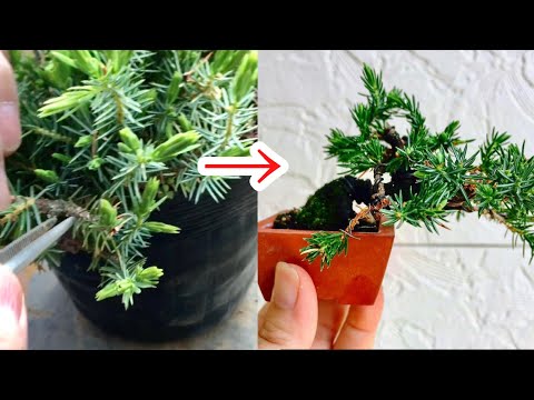 Видео: Возьмите старые листья вашего любимого бонсай Тошо. ・ Ядзимаэн ・ @Семена бонсай