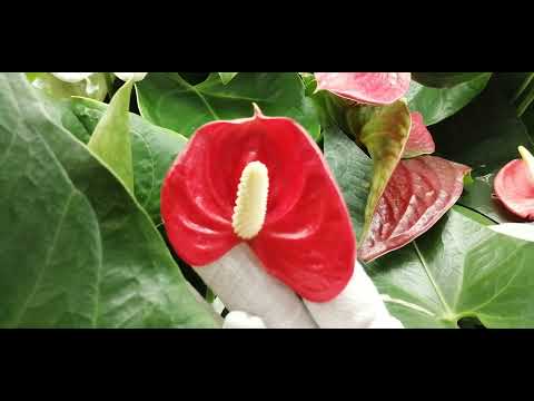 Видео: Антуриумы. Обзор моих зелёных любимцев 🌿🌺