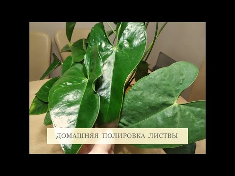 Видео: ДОМАШНЯЯ ПОЛИРОВКА ЛИСТЬЕВ КОМНАТНЫХ РАСТЕНИЙ