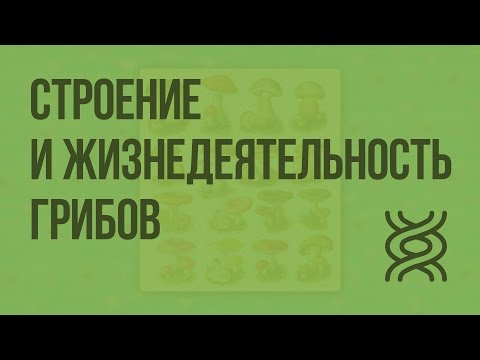 Видео: Строение и жизнедеятельность грибов. Видеоурок по биологии 5 класс