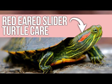 Видео: Уход за красноухой черепахой: руководство для начинающих