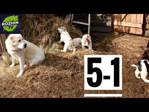 Видео: ОЧЕНЬ СЛОЖНЫЙ МОМЕНТ