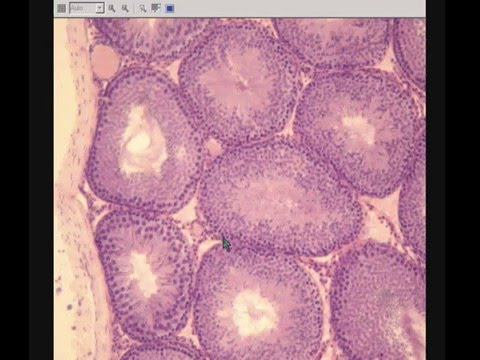Видео: ЯИЧКО МУЖСКОЕ гистологическое строение  TESTIS