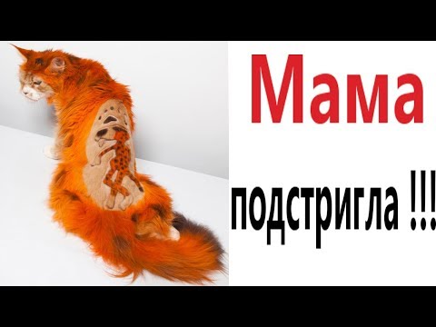 Видео: Лютые приколы. МАМА ПОДСТРИГЛА!!! Самое смешное видео! Засмеялся проиграл! – Domi Show!