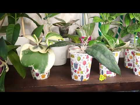 Видео: /Обзор комнатных растений на новых полках и стеллажах/🌸💗