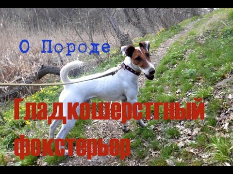 Видео: О породе собак Гладкошерстный Фокстерьер #2