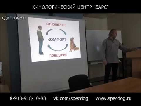 Видео: Лекция по дрессировке собак в Новосибирске. Кинолог. Вводно - теоретическое занятие по СДК "DOGma"