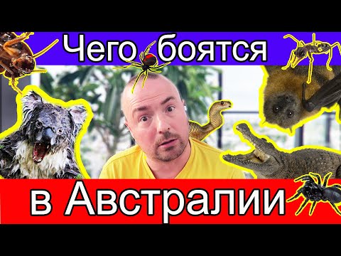 Видео: Чего боятся в Австралии