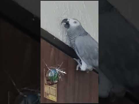 Видео: А вот так Кира "делает" хулигана.